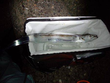 太刀魚調査・・・渋かった(泣)